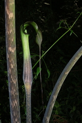 Arisaema consanguineum
