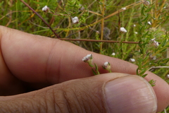 Phylica disticha