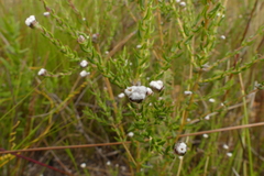 Phylica disticha