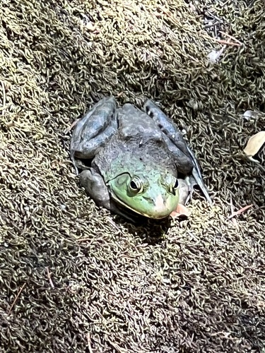 American Bullfrog