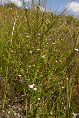 Phylica disticha