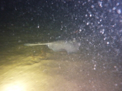 Trygonoptera personata