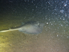 Trygonoptera personata