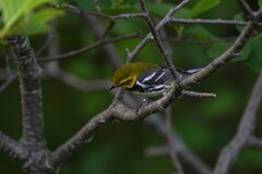 Setophaga virens image