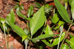 Arisaema penicillatum