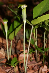 Arisaema penicillatum
