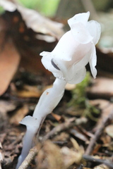 Monotropastrum humile