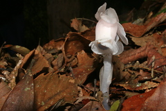 Monotropastrum humile