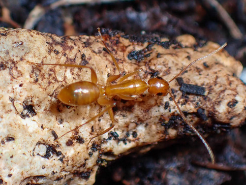 Camponotus micronesicusCamponotus micronesicus