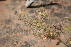 Sopubia parviflora