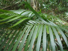 Calamus beccarii