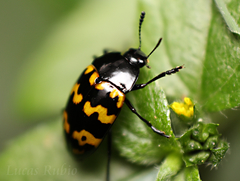 Iphiclus abdominalis