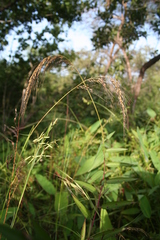 Sorghastrum incompletum