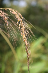 Sorghastrum incompletum