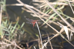 Tramea transmarina euryale