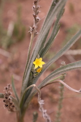 Hypoxis acuminata