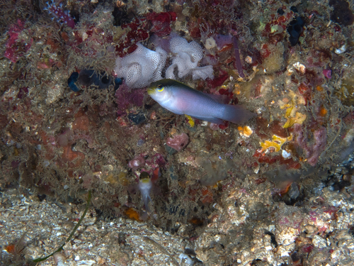 Painted dottyback (Pseudochromis pictus) — Pseudochromidae