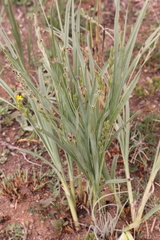 Hypoxis acuminata