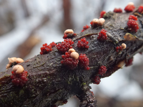 Nectria