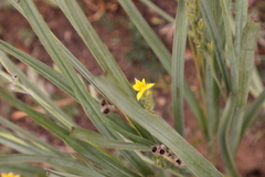 Hypoxis acuminata
