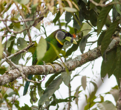 Psilopogon pyrolophus