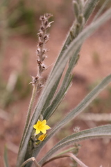 Hypoxis acuminata