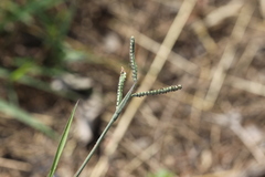 Paspalum orbiculare