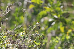Protaetia orientalis sakaii