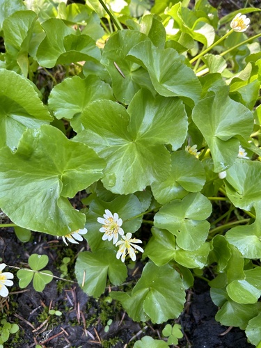 Caltha biflora (Caltha biflora)