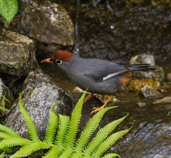 Pterorhinus mitratus