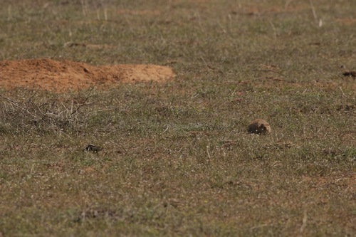 Spermophilus musicus