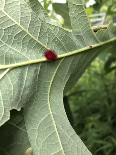 Acraspis villosa photo 5