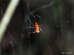 Argyrodes miniaceus