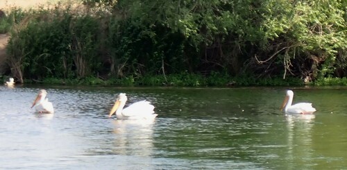 American White Pelican photographed in Idaho