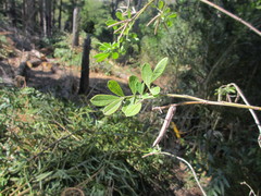 Indigofera cytisoides