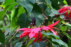 Papilio thaiwanus