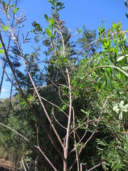 Indigofera cytisoides