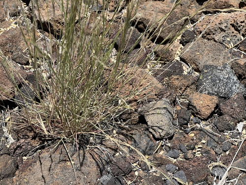 Aristida adscensionis, 2023-06-19