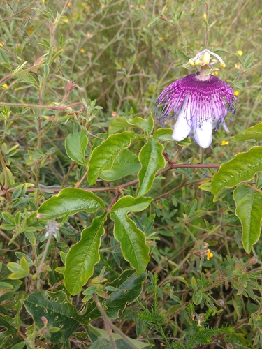 Image of Passiflora cincinnata by (c) Lucas Kaminski, some rights reserved (CC BY)