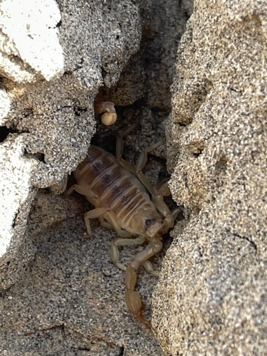 Northern Scorpion photo 4