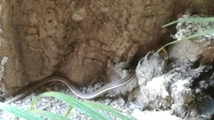 Salvadora lemniscata