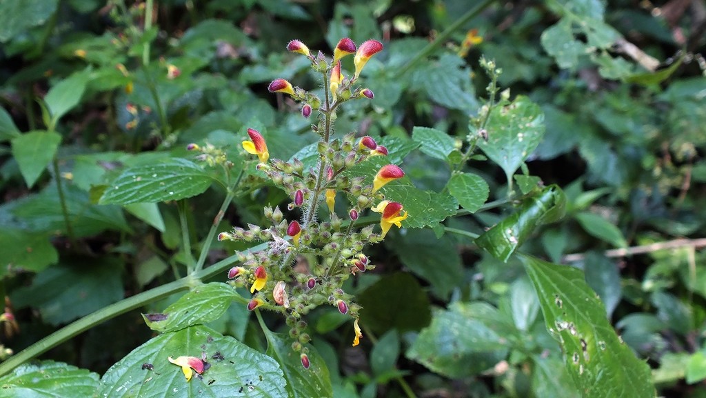 Microtoena patchoulii (Microtoena patchoulii)