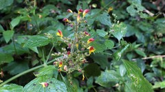 Microtoena patchoulii