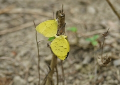 Eurema blanda arsakia