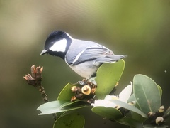 Parus minor commixtus
