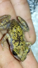 Eleutherodactylus pipilans