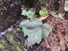 Tiarella stolonifera