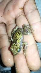 Eleutherodactylus pipilans