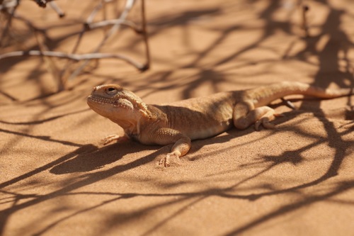 Phrynocephalus mystaceus