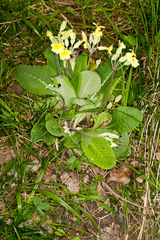 Primula × polyantha